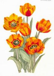 Tulipaner